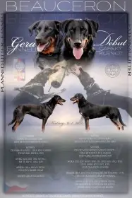 Beauceron s PP