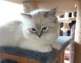 Kočičky ragdoll s PP