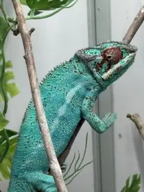 Prodam chameleon pardalis oblast Nosy be