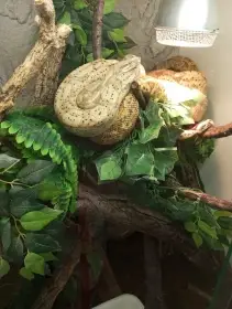 Prodám mláďata Hog island boa 0,0,11