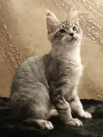 Kocourek mainský mývalí