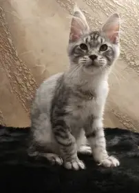 Kocourek mainský mývalí