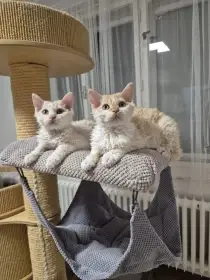 Selkirk rex - jedinečné kudrnaté plemeno