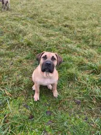 Kanárska doga (Presa Canario) – fenka s PP