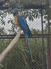 Ara kaninda 0,1 2024 dokrmená v perfektním stavu.