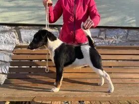 Foxteriér hladkosrstý