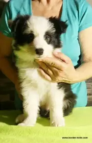  poslední volná černobílá štěňátka border kolie s PP – k odběru ihned 