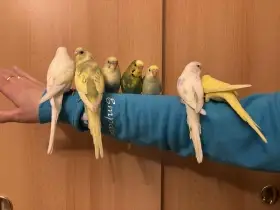 Prodám mladé andulky po vylétnutí z budky