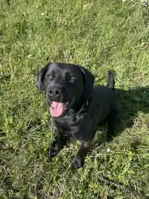 Daruji - Labradorský retrívr, samec, 9 let