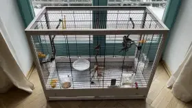 Tři páry zebřiček s klecí