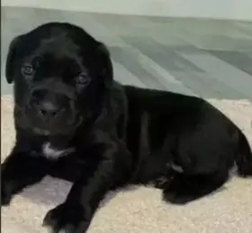 Cane corso bez pp