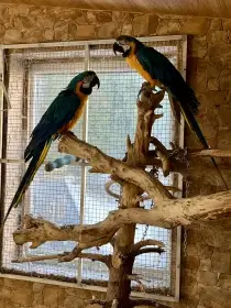 Prodám Ara ararauna 1,1 2018