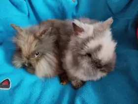 Nabízím zakrslé králíčky- lvíčky s teddy genem(stáří 2 měs.)