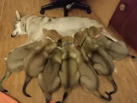 Československý vlčák s rodokmenem TOP spojení