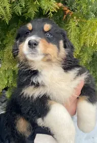 Štèňátka v typu australský ovčák