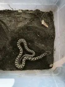 0,2 NZ08/2025 Elaphe quatuorlineata.