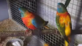 Neoféma modrohlavá