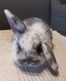 Zakrslý králíček - beránek