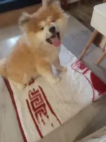 Akita inu