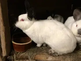 Kalifornský králík