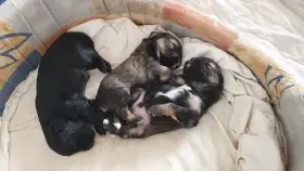 Lvíček - štěňata s PP