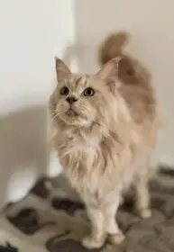 Mainský mývalí kocour bez PP