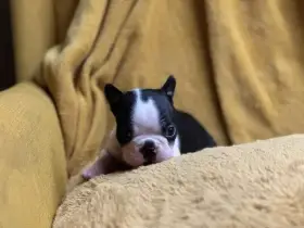 Pejsek Bostonský teriér s PP FCI