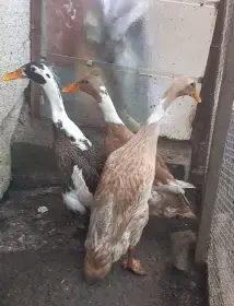 Indický běžec 3 ks