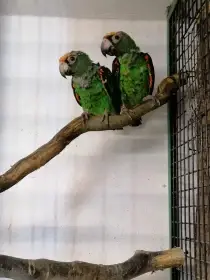 Papoušek konžský gf