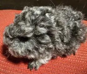 Prodám dlouhosrstá morčata peruánce a lunkarye