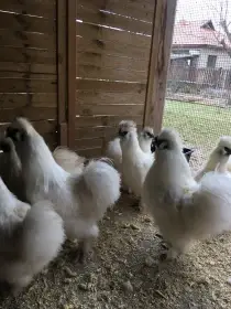 Hedvabnicky velke vousate