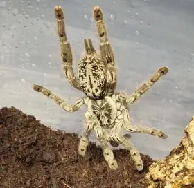 Heteroscodra maculata 3. - 4. svlek