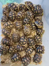 Prodám mláďata suchozemských želv