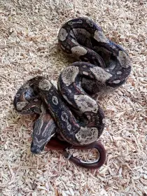 Hroznys kralovsky Boa Hypo IMG