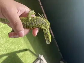 Varan stromový zelený – zářivě vzorovaný mládě