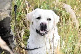 Nabízíme štěňata Labradorského retrívra – z rodinné chovatelské stanice