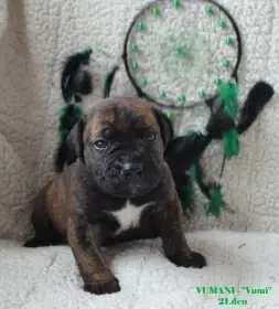 Boerboel štěnata s PP FCI