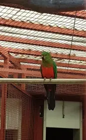 Papoušek Královský