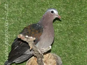 Holub zelenokřídlý