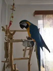 Prodám aru Arnyho – sameček,4 roky mazlíček do rodiny 