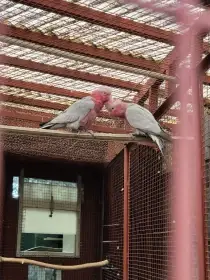 Kakadu růžový -  pár