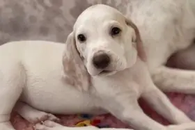 Porcelaine - štěně s PP