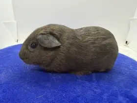 Morče hladké sameček aguti blue/amber s kalifornskou kresbou