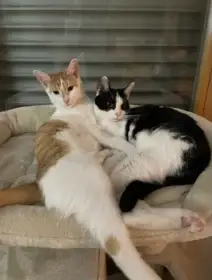 Daruji krásné hodné kočičky_sourozence