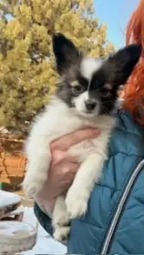 Papillon štěnáťka s PP