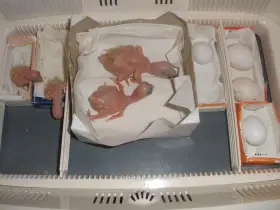 Ara ararauna k dokrmení