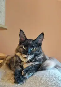 Prodám mainskou mývalí kočičku s PP