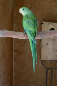 Prodám papoušky nádherné