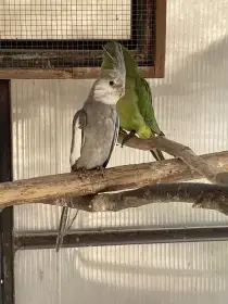 Prodám loňské korely