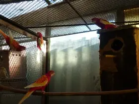 Rosela pestrá  rubino